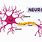 Neurons and Dendrites