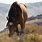 Nevada Wild Horses