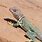New Mexico Collared Lizard