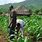 Nigeria Farming