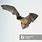 Noctule Bat In-Flight