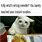 Noodle Cat Meme