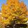 Norway Maple Fall Color