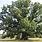 Old White Oak Tree