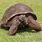 Oldest Living Tortoise