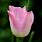 One Tulip Flower