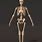 Online 3D Human Skeleton Model