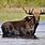 Ontario Moose