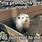 Opossum Mic Meme