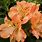 Orange Alstroemeria Flower