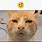 Orange Cat Confused
