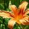 Orange Day Lilies Flower