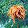 Orange Growth On Cedar Tree