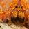Orange Huntsman Spider