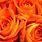Orange Rose Aesthetic