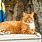 Orange Striped Tabby Cat