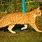 Orange Tiger Tabby Cat