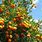 Orange Tree Types