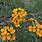 Orange Wildflowers Pictures