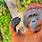 Orangutan De Borneo