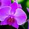 Orchid Flower Symbolism
