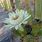 Organ Pipe Cactus Bloom
