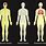 Our Human Body