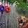 Outdoor Toys for Dogs