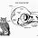 Owl Head Anatomy
