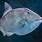 Pacific Triggerfish