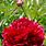 Paeonia Red Sarah Bernhardt