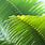 Palm Leaf Up Close