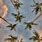 Palm Trees Pinterest