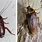 Palmetto Bugs vs Cockroaches