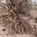 Palo Verde Tree Roots
