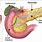 Pancreas Digestion