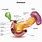 Pancreatic Head Tumor