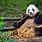 Panda From China