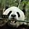 Panda On Bamboo