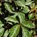 Parthenocissus Species
