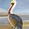 Pelican Art Prints