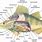 Perch Fish Anatomy