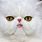Persian Cat Grumpy Face