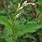 Persicaria Lapathifolia