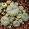 Peyote Cactus Seeds