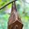 Philippine Fruit Bat