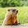 Photo of a Groundhog