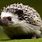 Photo of a Hedgehog