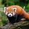 Photo of a Red Panda