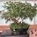 Physocarpus Bonsai